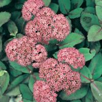 Sedum \'Matrona\' (Large Plant) - 1 x 3.5 litre potted sedum plant