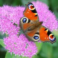 Sedum \'Herbstfreude\' (Large Plant) - 1 sedum plant in 3.5 litre pot