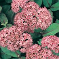 Sedum \'Matrona\' (Large Plant) - 2 sedum plants in 3.5 litre pots