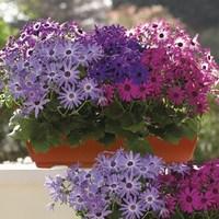 Senetti 1 Pre-Planted Container
