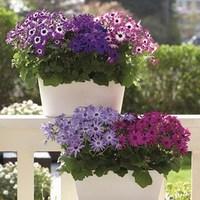 senetti 2 pre planted troughs