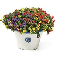 Seville Planter with Petunia Trillion Bells Carnival Mix