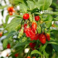 set of 3 goji berry sweet lifeberry plants in 9cm pots