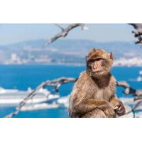 shore excursion rock of gibraltar tour