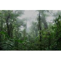 shore excursion monteverde cloud forest and coffee tour
