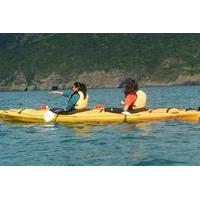 shore excursion scenic cruiser sea kayaking safaris in akaroa