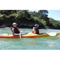 shore excursion wildlife and sea kayaking safari in akaroa