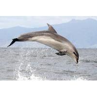 Ship Cove and Dolphin Eco-Tour Cruise