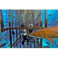 Shark Walker Experience at Dubai Aquarium and Underwater Zoo