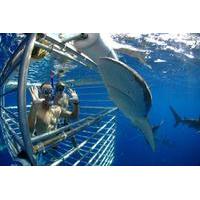 Shark Cage Diving In Oahu