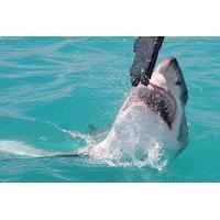 shark cage diving and viewing in kleinbaai