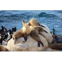 Shore Excursion Tour of San Dieg...