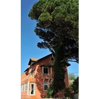 She Pine Tree House - Guest House
