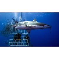 Shark Cage Diving Experience