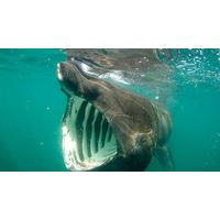 shark watching for two in oban scotland