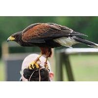 Shadow a Falconer for the day at Coda Falconry