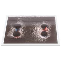 Shaw Magnets Magnetic Field Display Window (Clear)