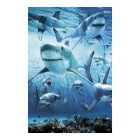 Shark Infested - Maxi Poster - 6...