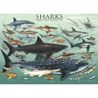 Sharks 1000pc Jigsaw Puzzle