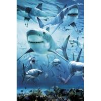 Shark Infested Maxi Poster