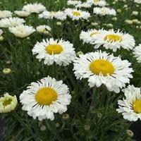 Shasta Daisy \'Real Neat\' (Large Plant) - 3 x 1 litre potted leucanthemum plants