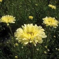 Shasta Daisy \'Real Dream\' (Large Plant) - 3 x 1 litre potted leucanthemum plants
