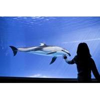 Shedd Aquarium - Group Pass Plus + Free Lyft Trip