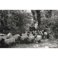 Sheep Herding By James Ravilious