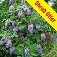 Shrub Offer - Wisteria Amethyst Falls 1 Plant 9cm Pot