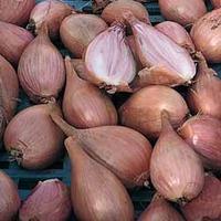 Shallot \'Longor French\' - 2 x 250g shallot set packs