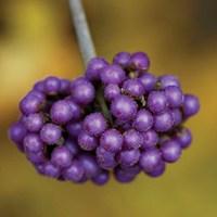 Shrub Offer - Beauty Berry Profusion 1 Plant 3 litre