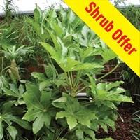 shrub offer fatsia japonica japanese aralia 1 plant 3 litre