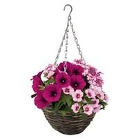 shocking pink 4 pre planted rattan baskets