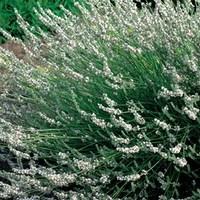 Shrub Offer Lavender Edelweiss 1 Plant 9cm Pot