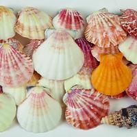 Shells. 500g