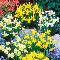 Short Mixed Daffodils - Pack of 100 Bulbs