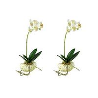 Shell Potted Orchids (2), White