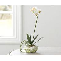 Shell Potted Orchid, White