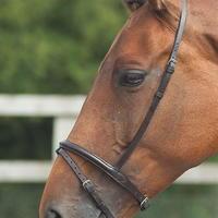 Shires Flash Noseband