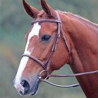 shires avignon snaffle bridle