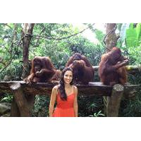 Singapore Zoo Breakfast with Orangutans
