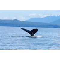 sitka whale watching and marine life tour