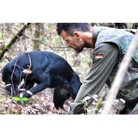 siena truffle hunting experience