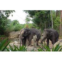 Singapore Zoo Day Trip with Japanese Guide