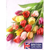 Simply Mixed Tulips