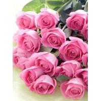 Simply Fairtrade Pink Roses