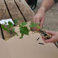 Silver Birch Tree Gift