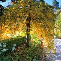 Silver birch (Hedging) - 100 bare root hedging plants