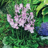 sidalcea elsie heugh large plant 2 x 1 litre potted sidalcea plants