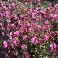 silene x robotii rollys favourite large plant 1 x 2 litre potted silen ...